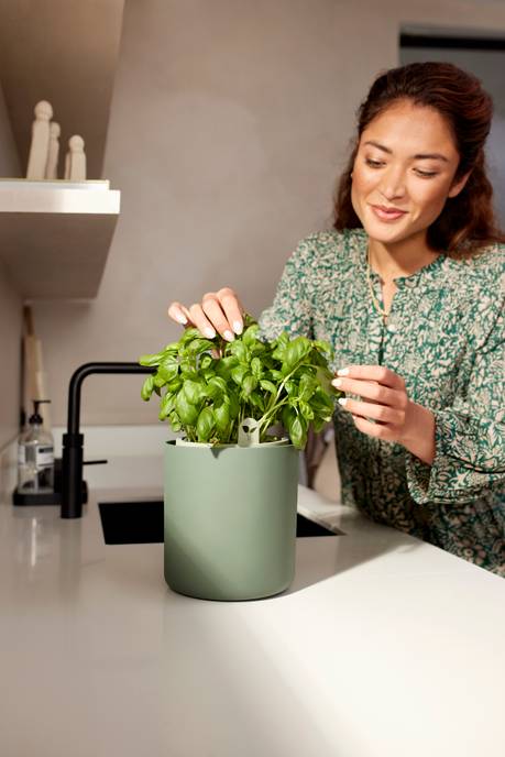 bouncy basil blad groen